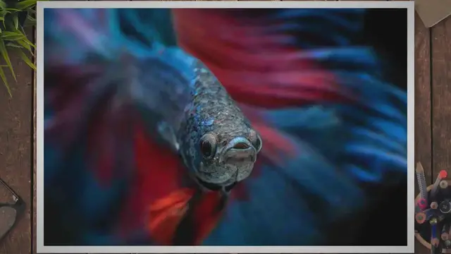 'Video thumbnail for Betta Fish Care Guide'