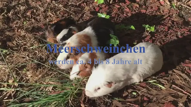 'Video thumbnail for Meerschweinchen Allgemeine Informationen'
