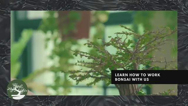 'Video thumbnail for Bonsai Hobby Is Amazing 5'
