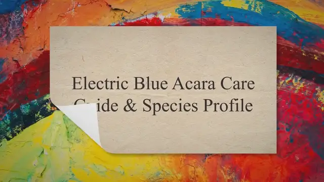 'Video thumbnail for Electric Blue Acara Care Guide & Species Profile'
