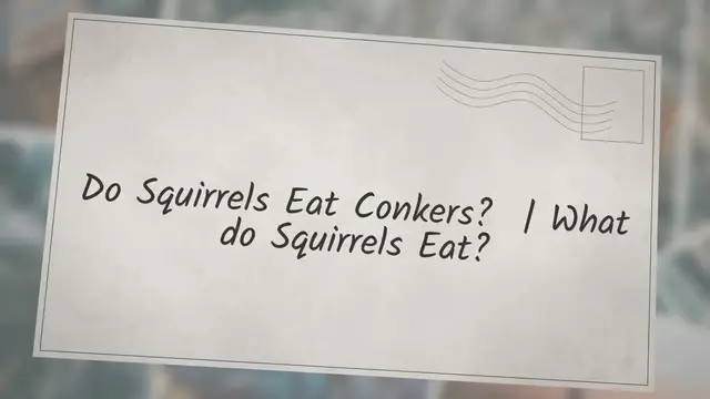 'Video thumbnail for Do Squirrels Eat Conkers? | What do Squirrels Eat?'