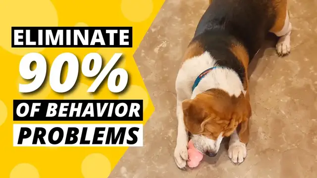 'Video thumbnail for How to use a KONG Toy and Eliminate 90% Beagle Behavior Problems'