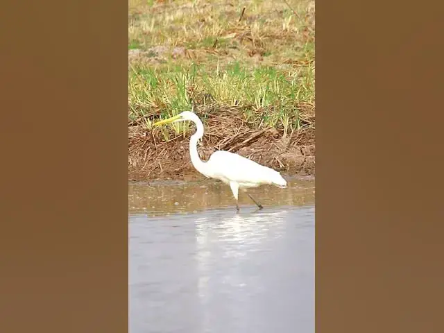 'Video thumbnail for The little egret​ bird EP | 43  #birds'