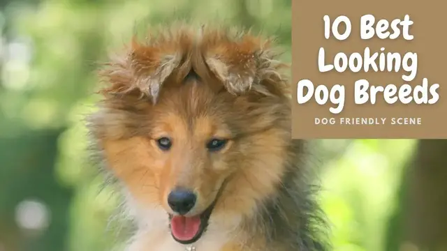 'Video thumbnail for 10 Best Looking Dog Breeds (Will Turn Heads)'
