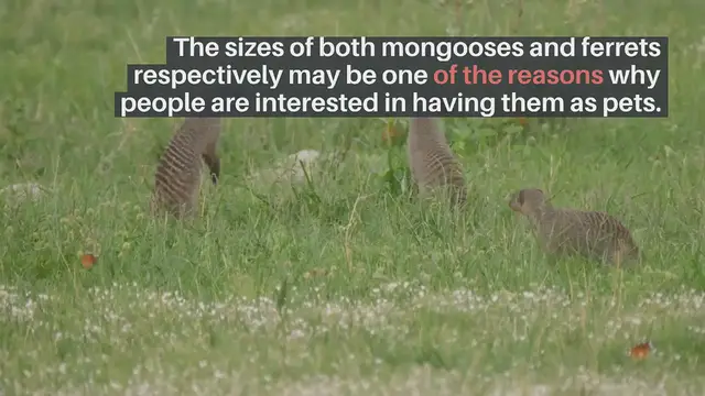 'Video thumbnail for Ferret & Mangoose'