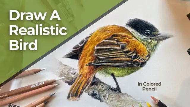 'Video thumbnail for How To Draw A Realistic Bird With Colored Pencils'