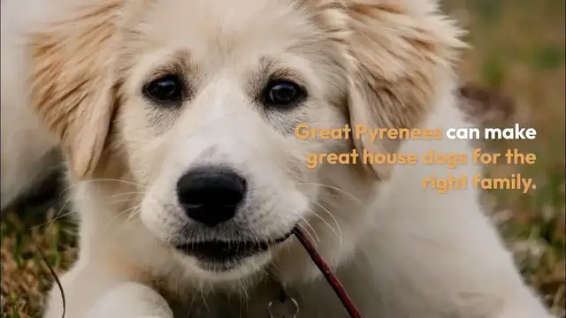 'Video thumbnail for Great Pyrenees The Majestic Big White Fluffy Dog Breed and Its Unique Characteristics'