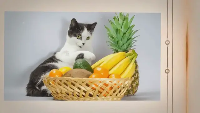 'Video thumbnail for 24 Human Foods You Can Safely Offer To Your Cat'