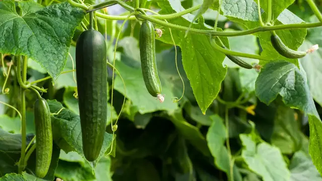 'Video thumbnail for How To Grow Cucumbers Vertically (Simple Guide)'