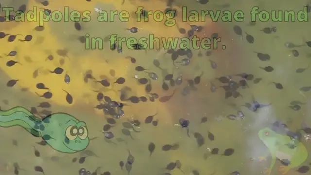 'Video thumbnail for Tadpoles Eating'