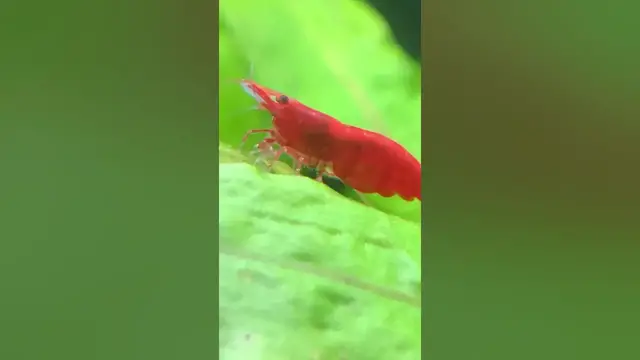 'Video thumbnail for Female Red Cherry Shrimp (Neocaridina Shrimp) 🦐'