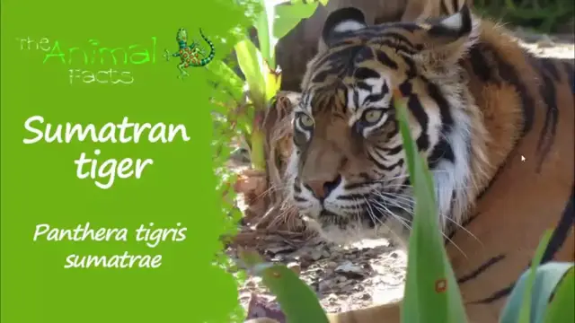 'Video thumbnail for Sumatran tiger'