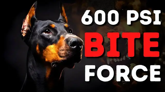 'Video thumbnail for These 5 Dog Breeds Have an INSANE Bite Force!'