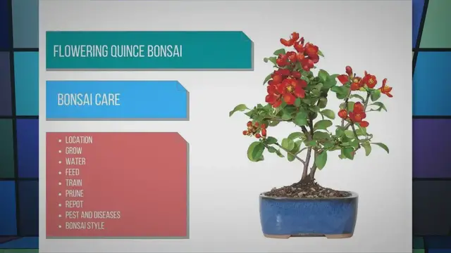 'Video thumbnail for Flowering Quince bonsai care'