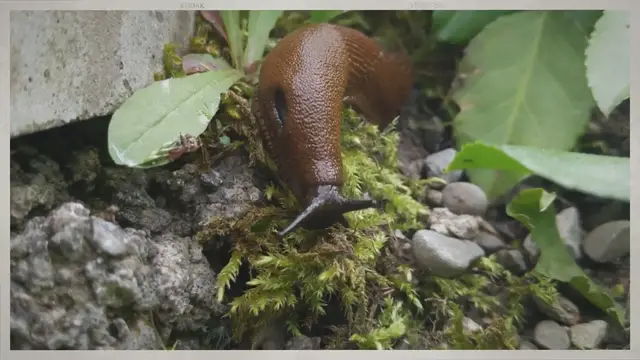 'Video thumbnail for Humane Ways To Deal With Slugs'