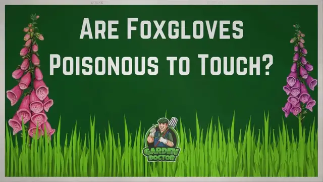 'Video thumbnail for Are Foxgloves Poisonous to Touch?'