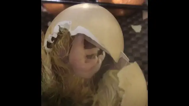 'Video thumbnail for Baby Chicks Hatching'