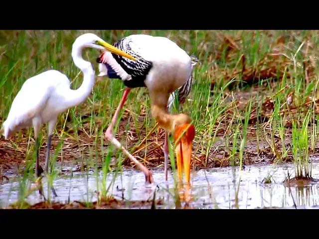 'Video thumbnail for Bird catch fish or snail eat in lake | Amazing of Lake'