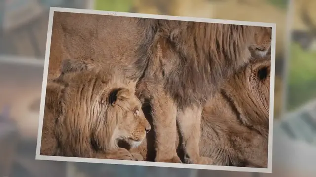 'Video thumbnail for Do Lions Eat Giraffes? (The Answer May Surprise You!)'
