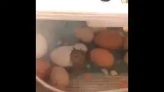 'Video thumbnail for Exotic Gardening Farm Chick Hatching Project - Sheri Ann Richerson ExperimentalHomesteader.com'