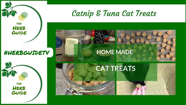 'Video thumbnail for Catnip and Tuna Cat Treats - Home made cat treats'