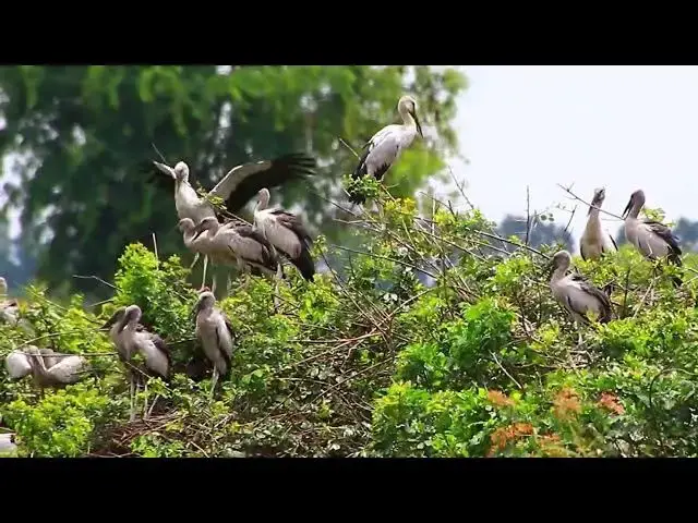 'Video thumbnail for Amazing of Lake - Area of nest & bird in lake at Avean zoo lake'