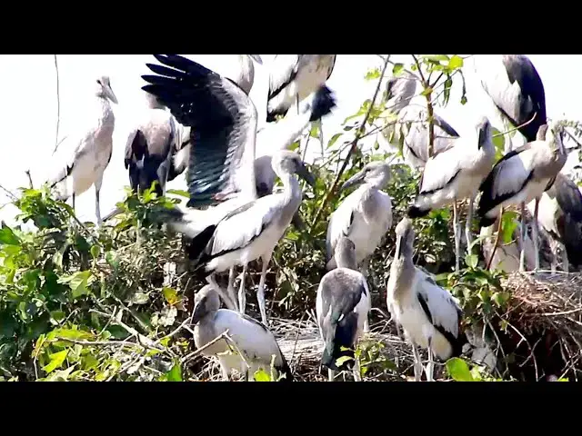 'Video thumbnail for Amazing of Lake - nest & bird in lake at Avean'