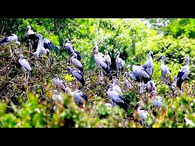 'Video thumbnail for Amazing of Lake - Area of nest &  bird in lake at Avean'