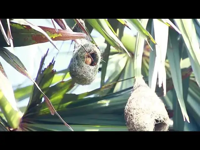 'Video thumbnail for Maya bird | Golden bird making nest for store Egg'