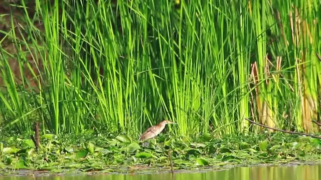 'Video thumbnail for Small bird stay in lake wait to catch fish eat'