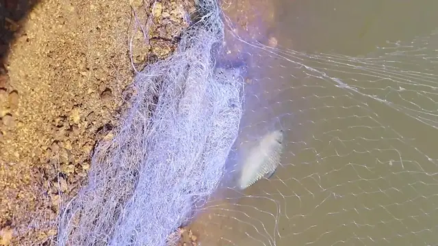 'Video thumbnail for Using netcast to catch fish in river'