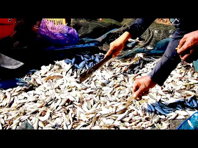 'Video thumbnail for Fishman catch fish | Way man using catch fish | Fish a lot catch it'