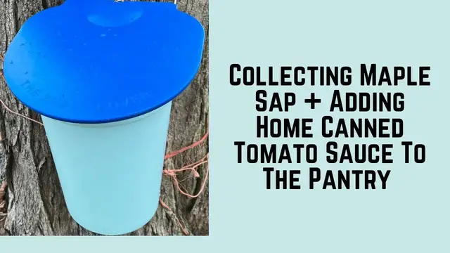 'Video thumbnail for Collecting Maple Sap + Adding Home Canned Tomato Sauce To The Pantry'