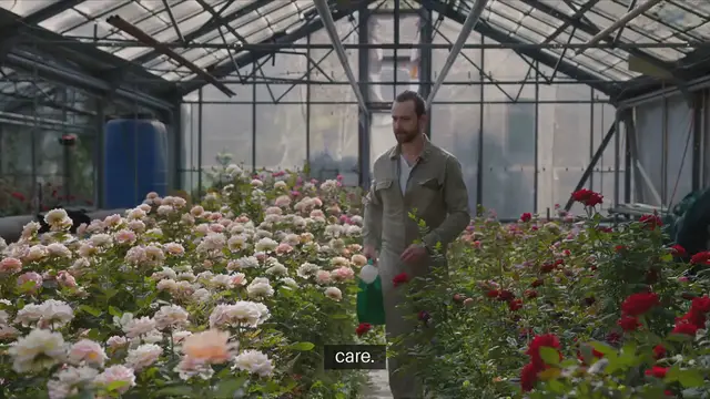 'Video thumbnail for Tips for Growing Healthy Roses'
