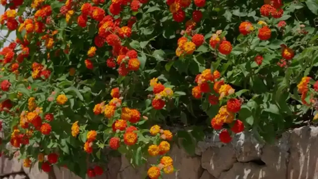 'Video thumbnail for 42 Drought Tolerant Plants That Transform Your Home and Garden '