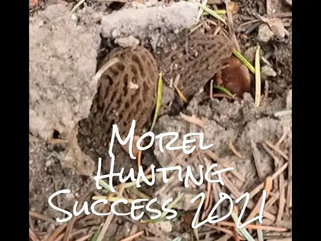 'Video thumbnail for Morel Hunting Success 2021'