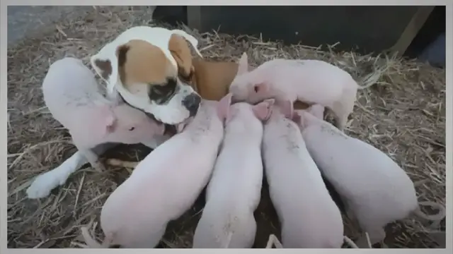 'Video thumbnail for Wild canine adopts 8 piglets and takes care of them like his personal'