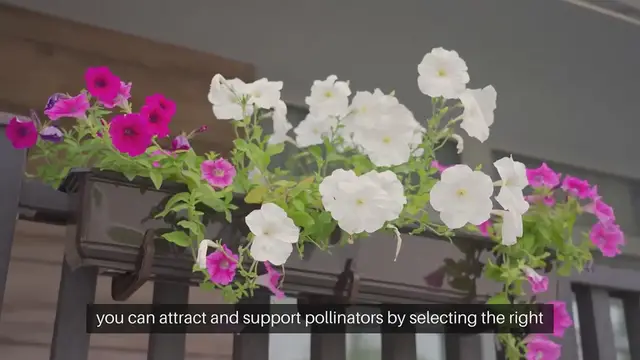 'Video thumbnail for Pollinator Plants for Small Spaces'