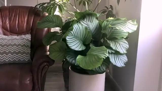 'Video thumbnail for 13 Big Leaf Houseplants That Will Transform Your Home! '
