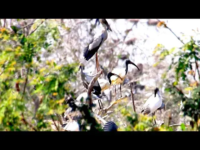 'Video thumbnail for Amazing of Lake - Area of nest &  bird in lake at Avean zoo'