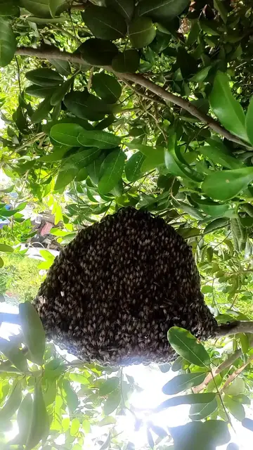 'Video thumbnail for Big nest of Bee in forest'