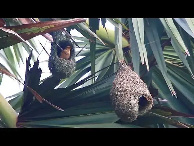 'Video thumbnail for Amazing of lake - Maya bird made nest & other bird eat food here'
