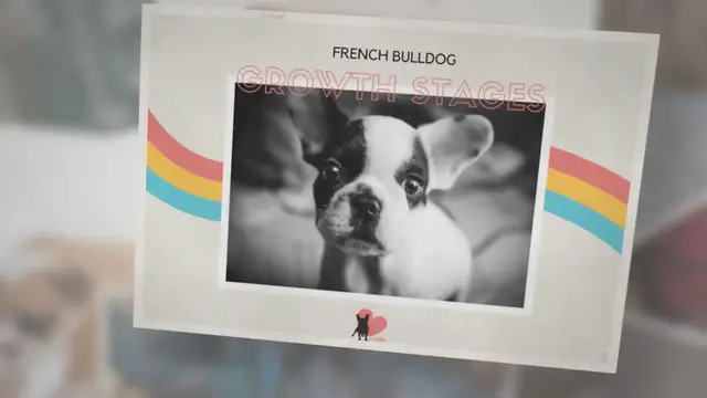 'Video thumbnail for French Bulldog Growth Stages [Size and Weight Chart]'