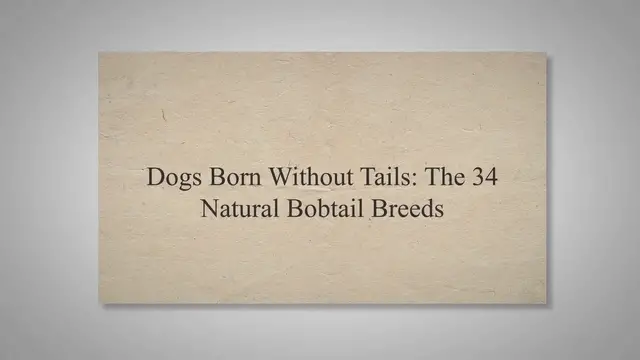 'Video thumbnail for Dogs Born Without Tails: The 34 Natural Bobtail Breeds'