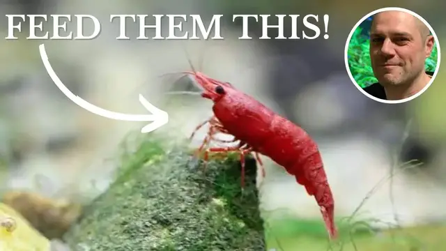 'Video thumbnail for What Do Red Cherry Shrimp Eat? FEEDING RED CHERRY SHRIMP THE BEST FOODS FOR COLOR, GROWTH AND EGGS!'