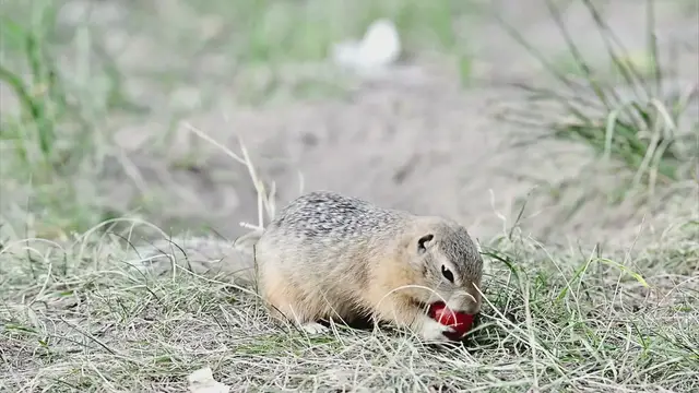 'Video thumbnail for Gophers Eating!'