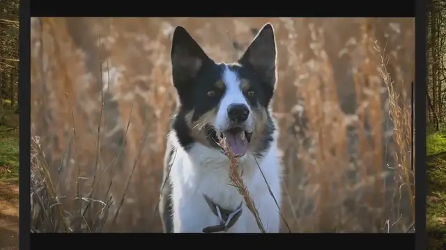 'Video thumbnail for 9 Best Electronic Training Dog Collars Reviews and Buying Guide'
