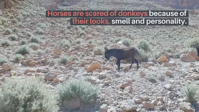 'Video thumbnail for What Are Horses Scared of'