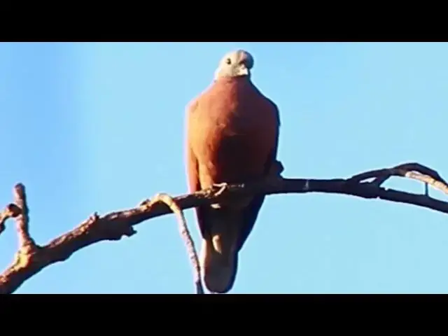 'Video thumbnail for Cute of dove male | Female dove bird wait in love'