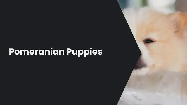 'Video thumbnail for Pomeranian Puppies'